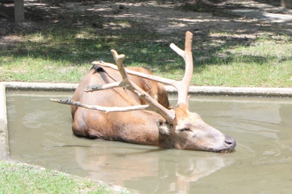 シフゾウは日本の動物園にもいる、野生から一度姿を消した幻の動物！