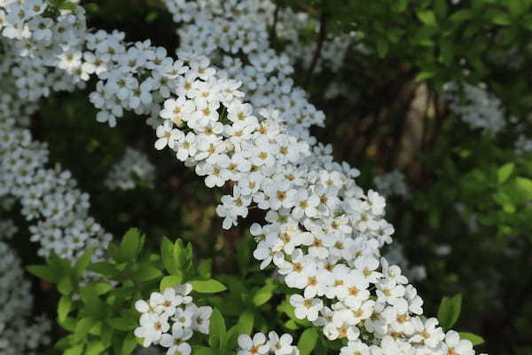 春の訪れを知らせる「ユキヤナギ」の花言葉は?その名前の由来は?