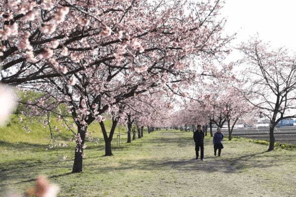 【連載】旅行好きと春を探しに出かけよう！春の時期におすすめ観光スポット4選