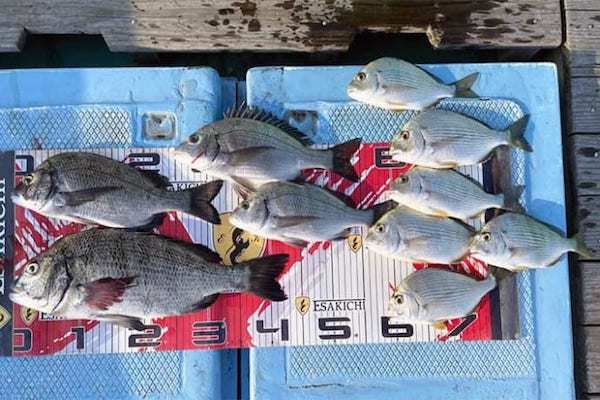 【三重】カカリ釣りの最新釣果情報　クロダイ数釣りにヒラメも顔出し