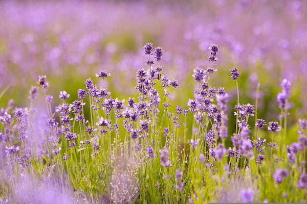 ラベンダーとはどんな花?花言葉とプレゼントで贈る際の豆知識