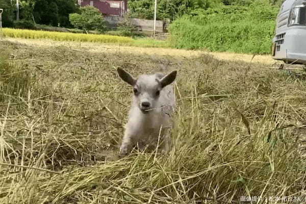 大好きな飼い主を見失った子ヤギ　「その後の行動」がネットで話題に…