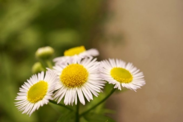 「ハルジオン」に花言葉は無い？「貧乏草」とも呼ばれる扱いが不遇な花
