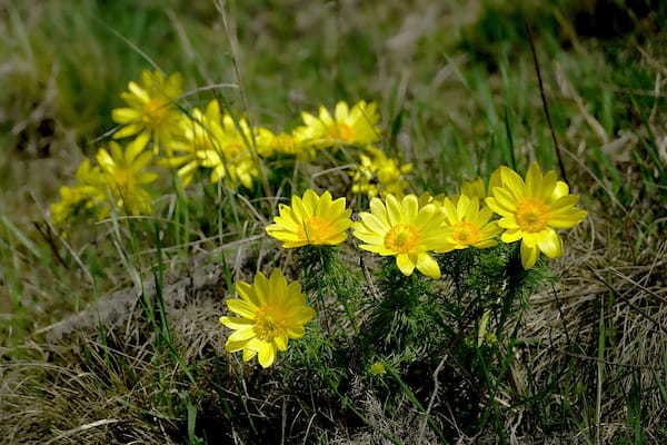 フクジュソウの花言葉は?縁起の良さそのそうな名前だけどその由来は?