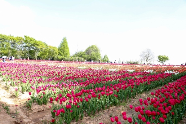 【連載】旅行好きと春を探しに出かけよう！春の時期におすすめ観光スポット4選