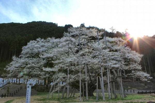【日本三大桜&日本五大桜】一度は見に行きたい美しく咲き誇る一本桜をご紹介