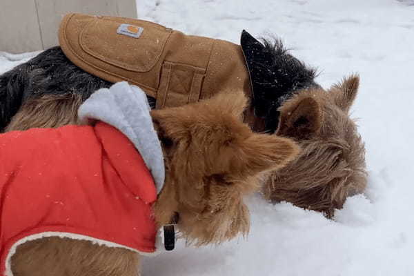 カナダの首都オタワで初雪が！外に遊びに出た愛犬たち父子ですが・・、口元に雪が付いている子は、もしかしてモグモグしてた？【海外・動画】