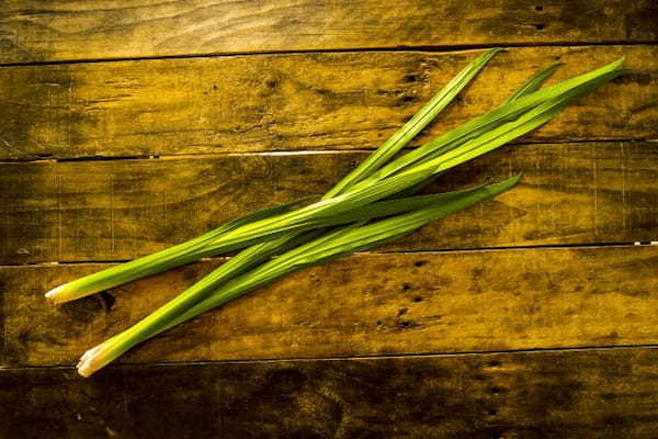 「あやめ」と「しょうぶ」に「かきつばた」、そっくりな花たちの見分け方をご紹介!