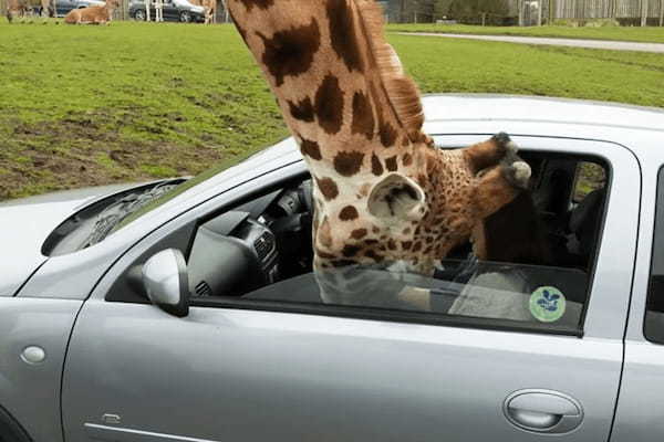 サファリパークでキリンが車に顔を突っ込んできた！運転手がとっさにとった行動の結果大変なことに！！
