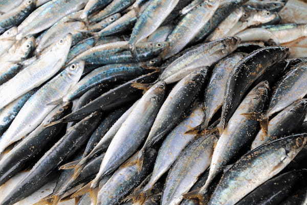 「赤身」と「白身」の魚の違いは、成分の違いと泳ぎ方の違いにあった!!