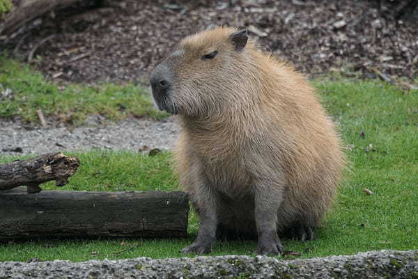 かわいい癒し系動物の「カピバラ」！その生態が意外で驚き！！