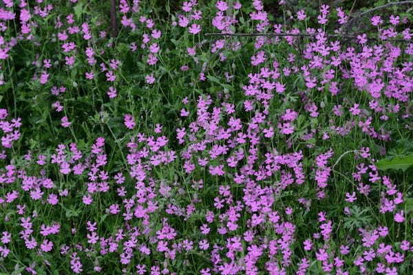 「サクラソウ」の花言葉は?かつては各地で見られた野草が今は絶滅危惧種?