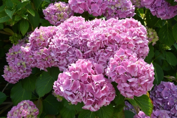 紫陽花の本来の色はピンク?!なら、なんで青や紫になることがあるの?