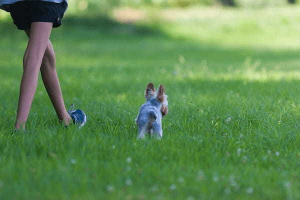 ヨークシャーテリアの基礎知識を学ぼう！飼い方・歴史・飼育費用・ケア方法を解説