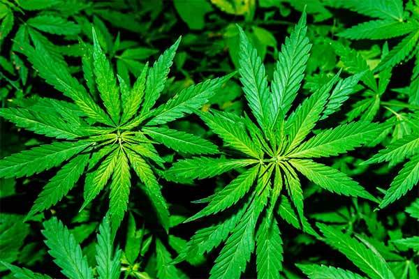 大麻規制の改正議論の行方は？