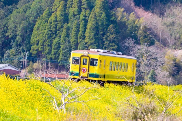 【連載】旅行好きと行く！菜の花の絨毯が広がるローカル線いすみ鉄道の旅