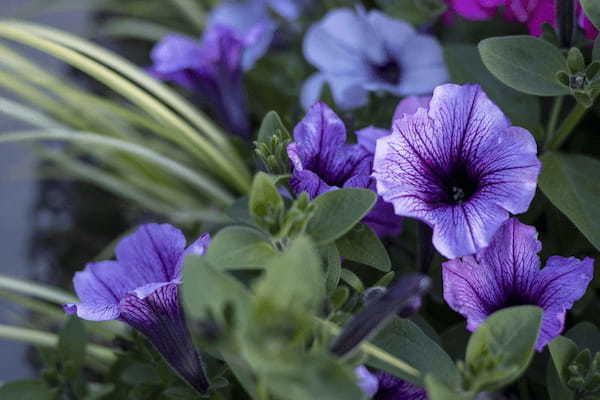 園芸種としても人気のペチュニアの花言葉は?その名前の由来は違う植物にあった!