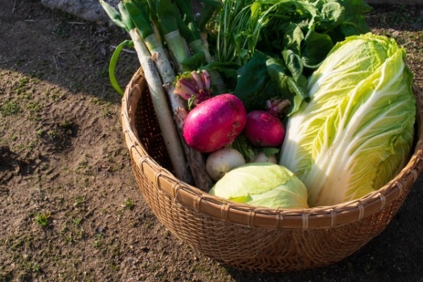 冬の鍋料理の鉄板野菜！葉酸や食物繊維が豊富な、白菜の栄養価や調理方法を紹介！