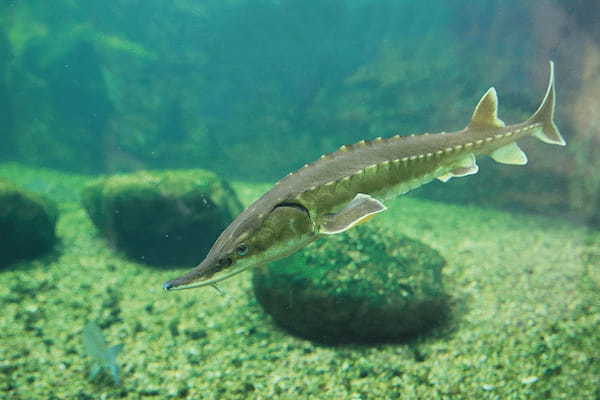 【読めたらスゴイ!】「鱘魚」ってどんな魚!?見たことある!?この漢字、あなたは読めますか?