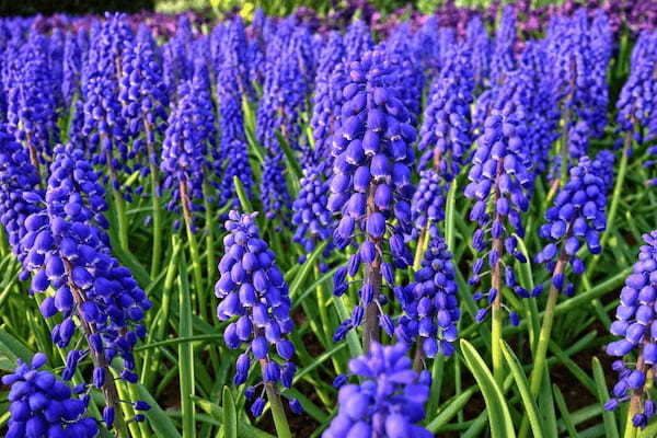 ムスカリの花言葉は?特徴や開花時期や名前の成り立ちを解説