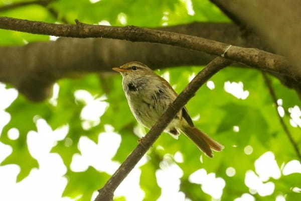 ウグイスの鳴き声「ホーホケキョ」は、ホーホケやケキョケキョの時もあるのはなぜ？