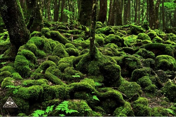 「孕メ三七」青木ヶ原樹海で見つけた不気味な暗号の画像2