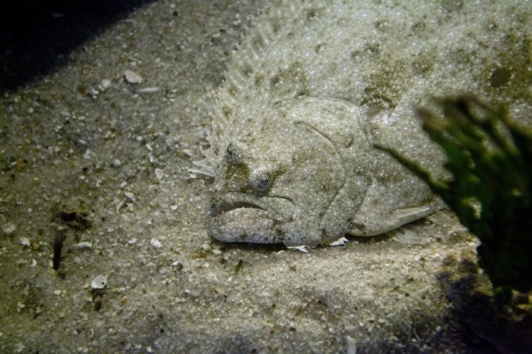 ヒラメの釣り方のコツとは？時期・シーズン・ポイントなど【動画あり】