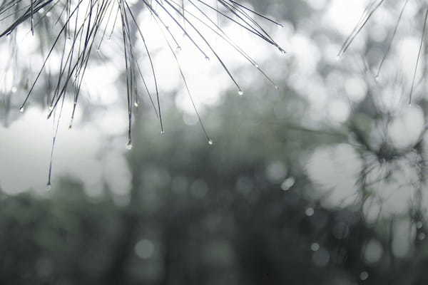 梅雨時の言葉のひとつ「虎が雨」。この虎は動物のことではなく人名なんです!!