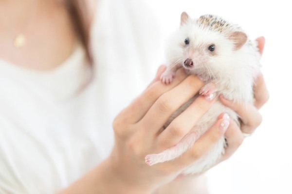 ハリネズミを飼いたい!ペットにおすすめの種類や飼い方、寿命についても解説!