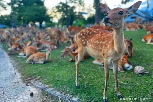 奈良の花壇、植えられた物体が予想外すぎる…　県民は「奈良だと日常茶飯事」