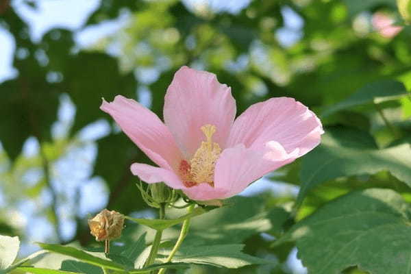 葵の花言葉は？花の葵と徳川家の「葵の紋」とは無関係？