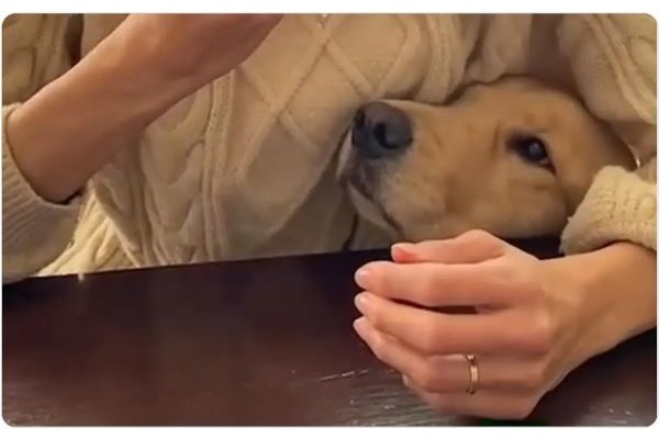 脇からグイッ！ご飯を食べていると毎回確認に来る愛犬が健気でかわいい