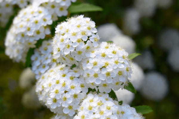 春の訪れを知らせる「ユキヤナギ」の花言葉は?その名前の由来は?
