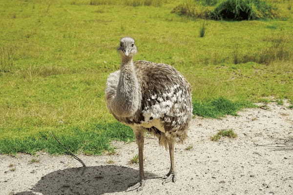 なぜ鳥は空を飛べるのか？「飛翔の科学