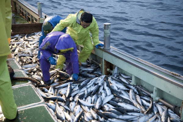 キス釣りの釣れる時期・シーズンとは？時間帯含めてご紹介！