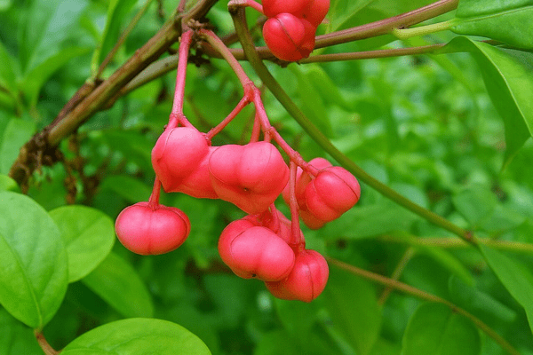 kiken-syokubutu