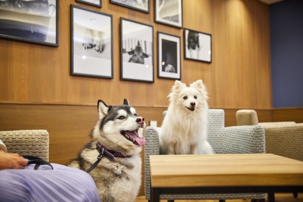 東京都で愛犬とおでかけ！気軽に立ち寄れるカフェやペットと泊まれる宿を愛犬家目線でピックアップ