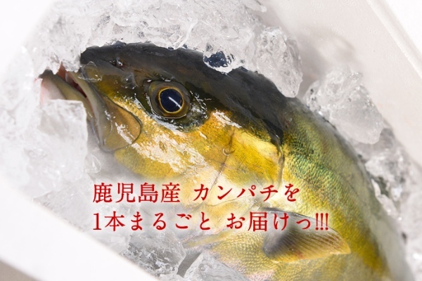 カンパチは出世魚？ブリ、ヒラマサは仲間？見分け方と違いを徹底比較！