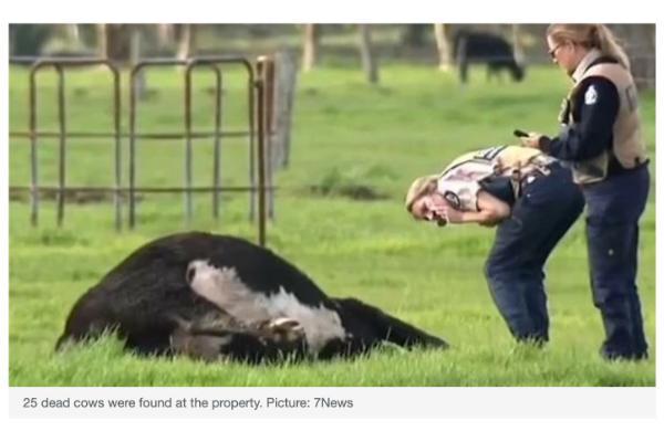 25頭の牛の死骸発見、謎に包まれる事態＝西オーストラリア