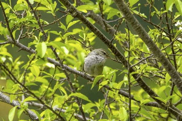 ウグイスの鳴き声「ホーホケキョ」は、ホーホケやケキョケキョの時もあるのはなぜ？