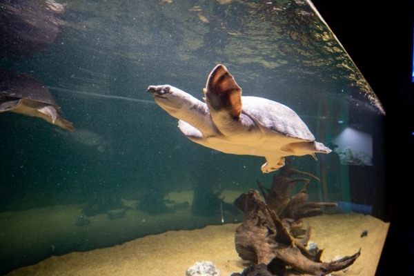 【連載】川崎の最新観光スポット「カワスイ川崎水族館」の楽しみ方を紹介