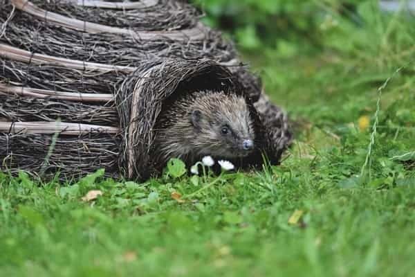 【夏眠に注意】ハリネズミの暑さ対策まとめ！適切な温度・湿度管理に必要なグッズも！