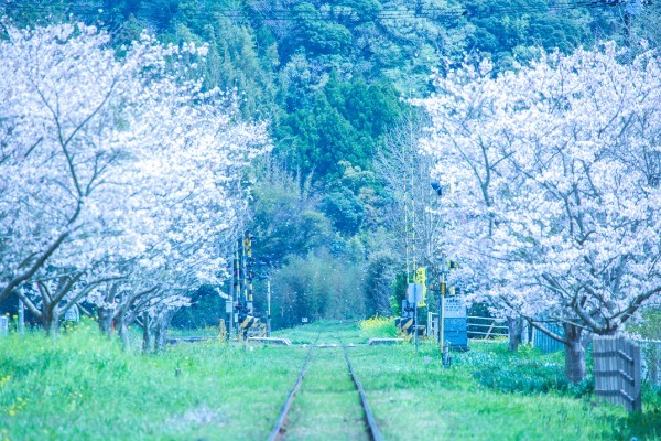 【連載】旅行好きと行く！菜の花の絨毯が広がるローカル線いすみ鉄道の旅