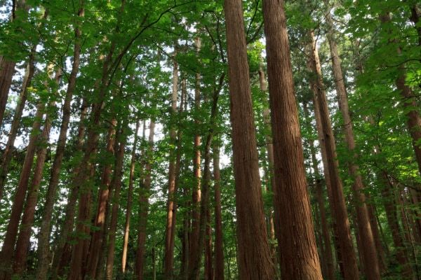 花粉症の無い未来が来る!? 「無花粉スギ」を生み出す遺伝子変異が特定される