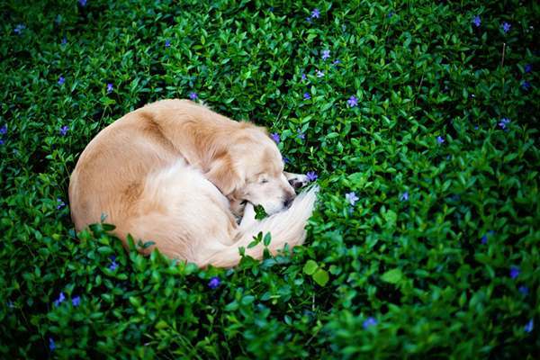 生まれつき目がない犬がセラピードッグとして活躍する姿に勇気がでる