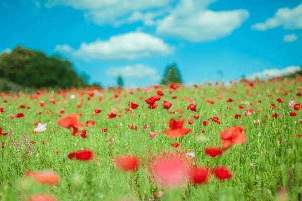 春に咲く「ポピー」の花言葉はなに?別名には中国の英雄・項羽にまつわる物語も