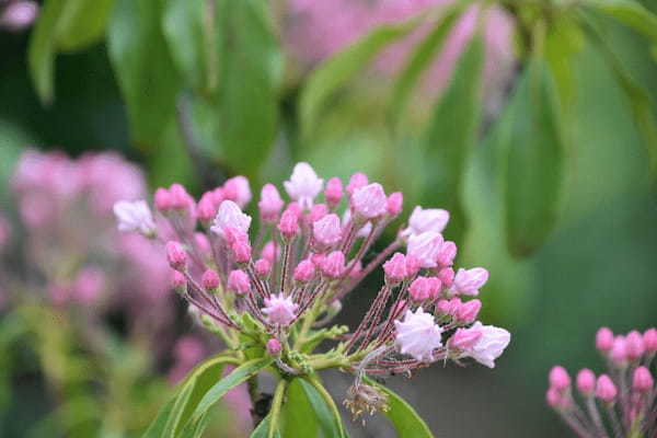 「カルミア」とはどんな花?可憐なその花のイメージとは異なる花言葉も!!