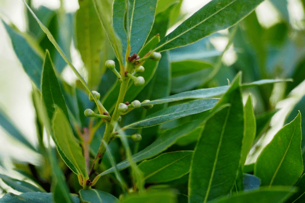 月桂冠を作るのに使われる「月桂樹」。その花言葉には、まさかのネガティブな要素が!