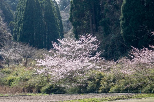 【連載】旅行好きと行く！菜の花の絨毯が広がるローカル線いすみ鉄道の旅