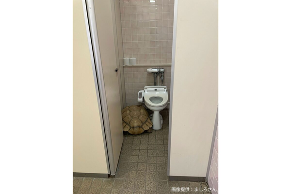 トイレに隠れるカメ